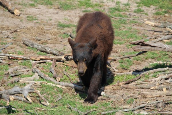 American black bear walking through a sunlit woodland clearing
