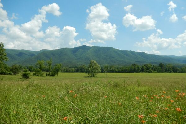 Orange lilies blooming in a field at the foot of the mountains in Cades Cove, Great Smoky Mountains National Park