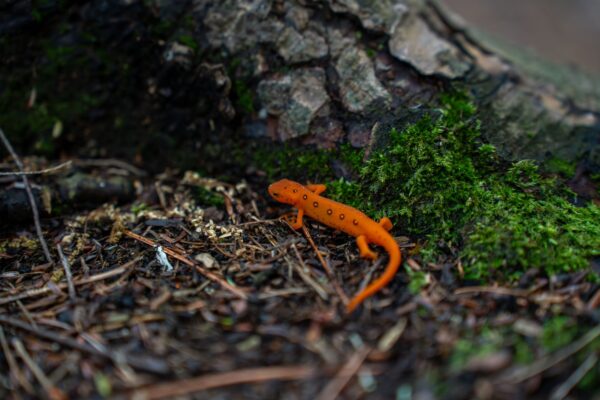 Orange eastern red-spotted newt on the moist forest floor among moss and leaves