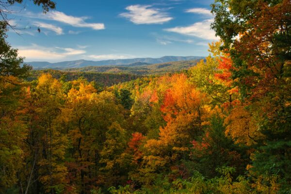 Colorful autumn forest covering the mountainsides of Great Smoky Mountains National Park