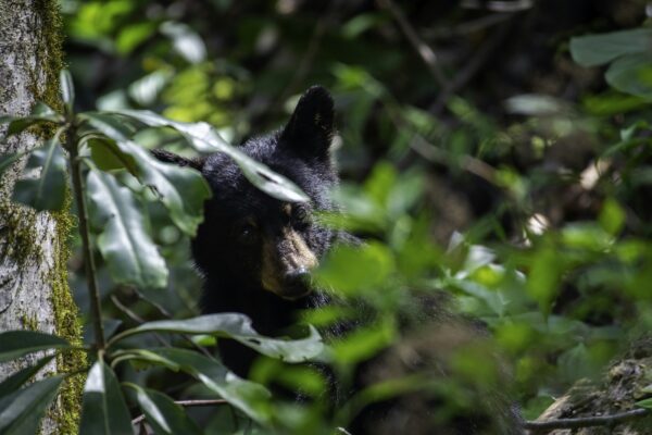 American black bear peering through green foliage in Cades Cove, Great Smoky Mountains National Park