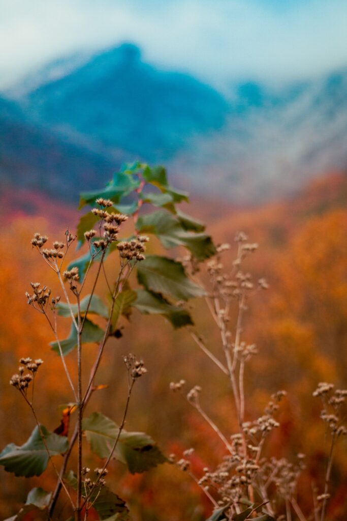 Budding plant in the foreground with misty mountain scenery in Great Smoky Mountains National Park