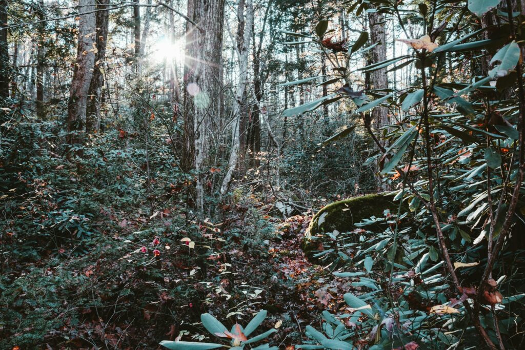 Sunlight filtering through a dense Great Smoky Mountains forest with broadleaf evergreen understory