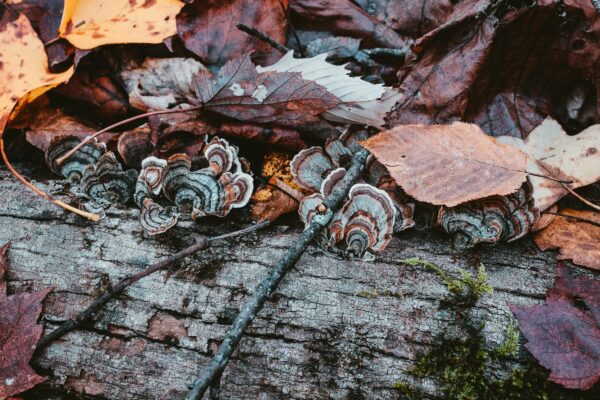 Small mushrooms growing on a fallen log in Great Smoky Mountains National Park