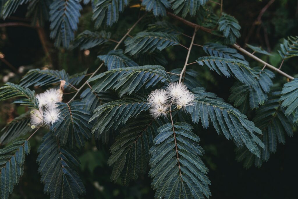 White flowers blooming on a tree near Gatlinburg in the foothills of the Great Smoky Mountains